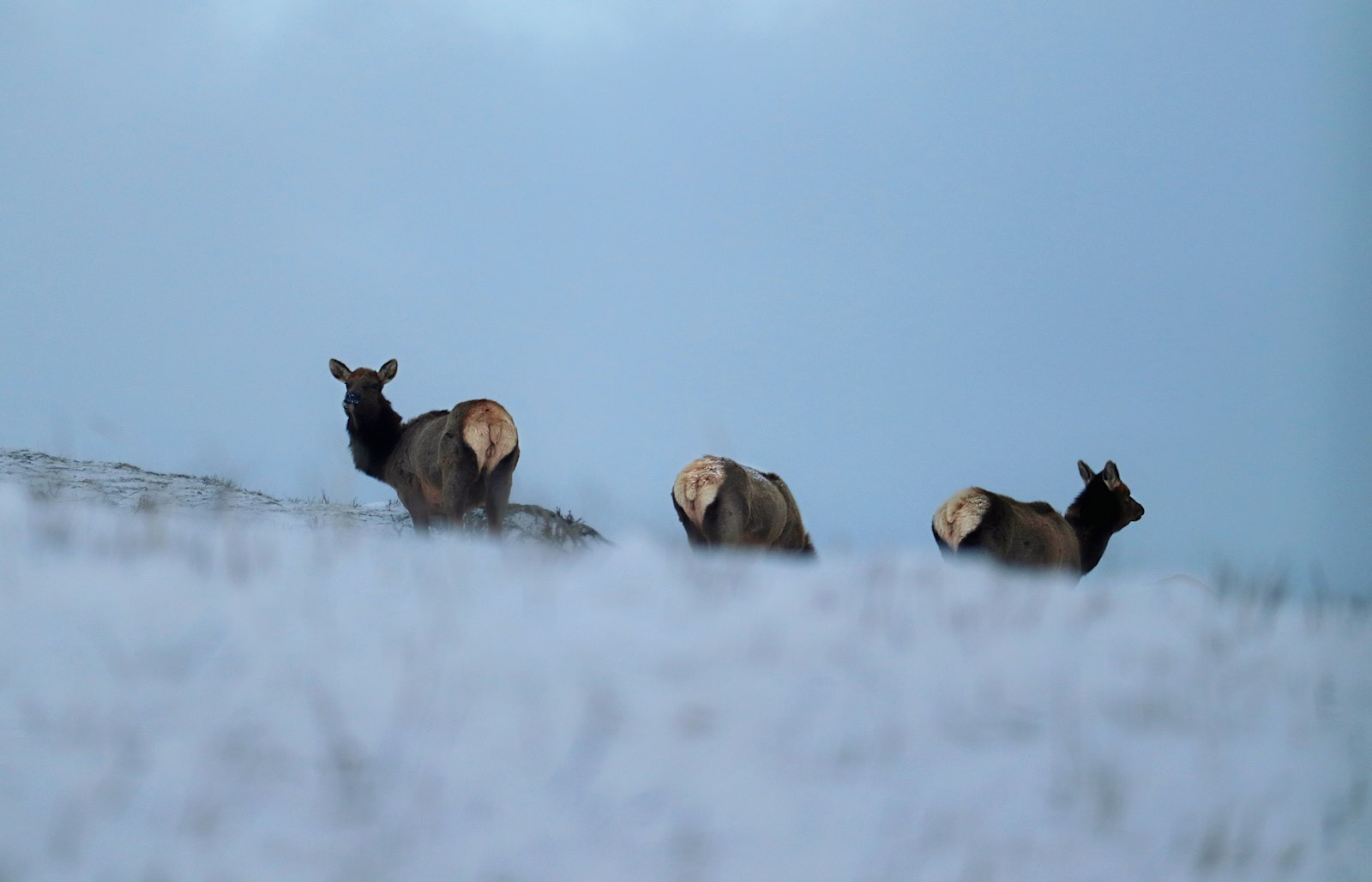 Three elk standing on a snowy ridge under a gray-blue sky